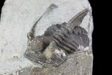 Rare Eifel Cyphaspis Trilobite - Germany #27432-2